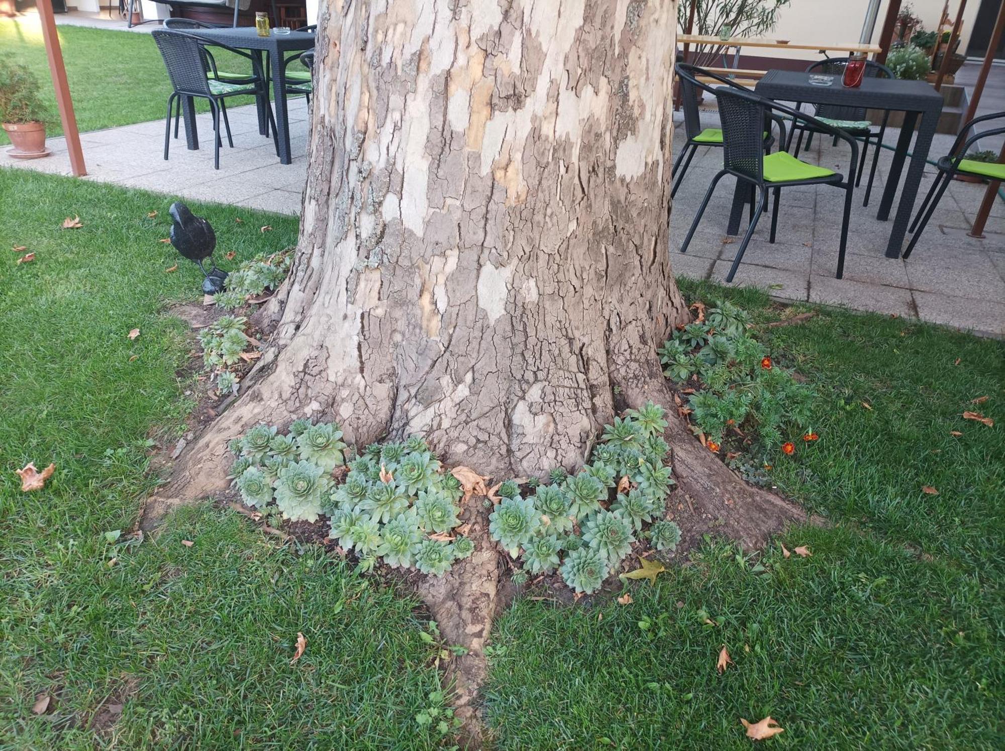 Tartos Szegfu Vendeghaz, Maganszallas Tazlar Εξωτερικό φωτογραφία